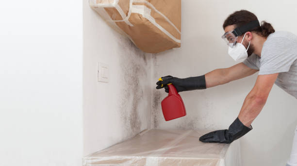 Professional Mold Removal technician working in Wellington, CO