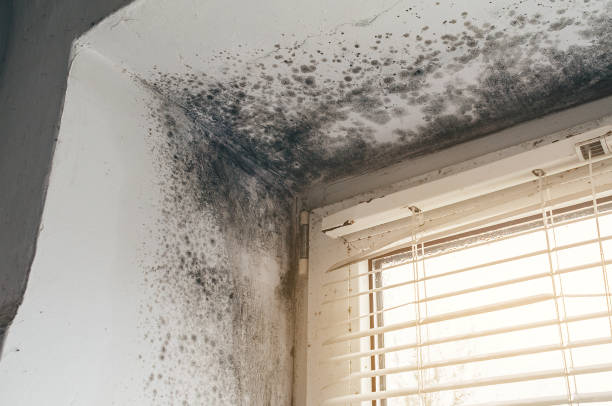 Affordable Mold Removal solutions in Wellington, CO